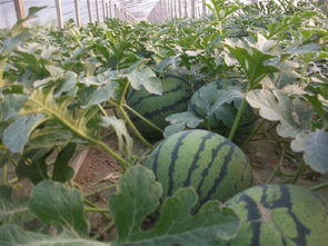 无籽西瓜种植技术 无子西瓜栽培技术 无子西瓜栽培常见问题 聚土网