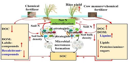 资环所在水稻有机替代施肥模式下的土壤培肥机制研究方面取得新进展